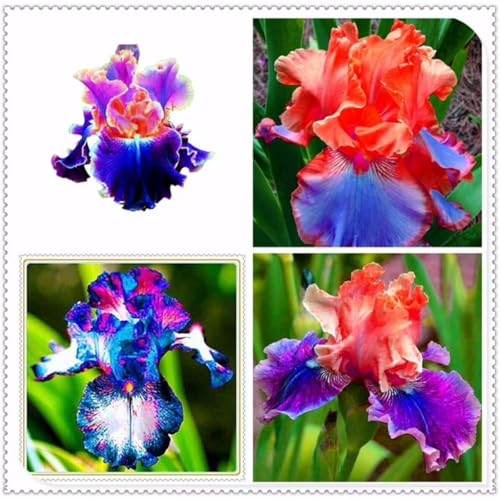 Iris Schwertlilien Blumenzwiebeln MehrjäHrig Winterhart Winterhart Zwiebeln Einfache Bepflanzung Iris - Schwertlilie Schwertlilien Winterhart MehrjäHrig Iris Zwiebeln Winterhart -C-6zwiebeln von HONGDET