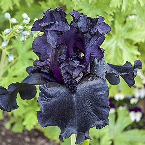 Iris Zwiebeln, Geringer, Winterhart Mehrjährig, Iris - Schwertlilien, WartungsaufwandIm Freien, Bartiris Pflanze, Gartendekoration, Beste Sorte, Schön Winterhart Iris Zwiebeln, E-10zwiebeln von HONGDET