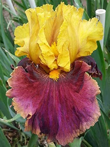 Iris Zwiebeln, Geringer, Winterhart Mehrjährig, Iris - Schwertlilien, WartungsaufwandIm Freien, Bartiris Pflanze, Gartendekoration, Beste Sorte, Schön Winterhart Iris Zwiebeln, G-8zwiebeln von HONGDET