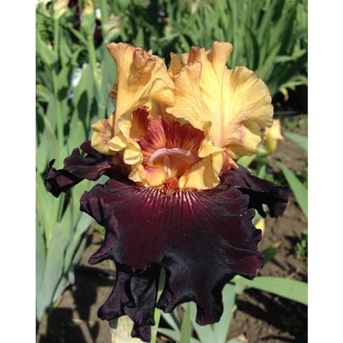 Iris Zwiebeln, Geringer, Winterhart Mehrjährig, Iris - Schwertlilien, WartungsaufwandIm Freien, Bartiris Pflanze, Gartendekoration, Beste Sorte, Schön Winterhart Iris Zwiebeln, J-10zwiebeln von HONGDET
