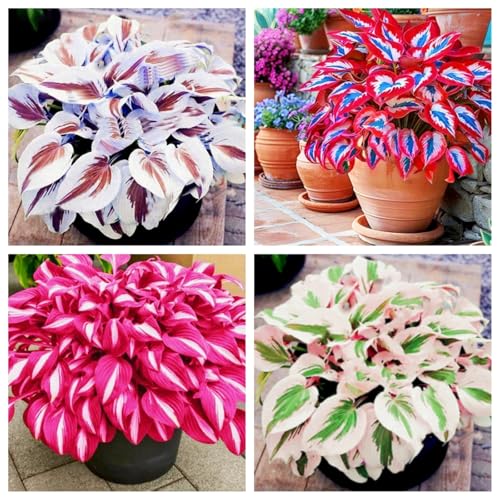 Landschaftsgestaltung, Ideale Garten, Seltene, Gartendekoration, Beharrliche VitalitäT, Schnell-Wachsend, Stark duftende-10Hosta -G von HONGDET