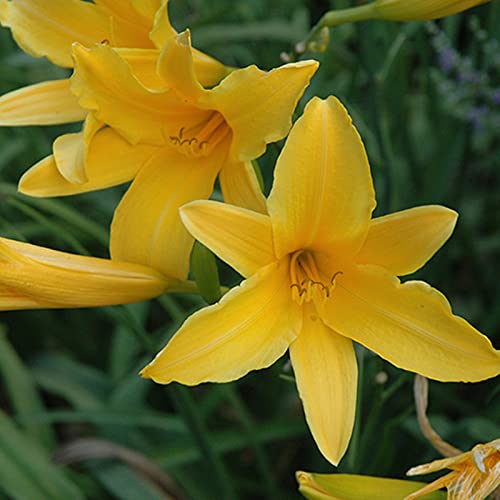 Lilien Knollen, Duftend, Hoher Zierwert Zwiebeln, Gefüllte Blüten, Beste Sorte, Winterhart Lilium, Lilium Zwiebeln, MehrjäHrig Winterhart Duft Lilien, 4zwiebeln-A von HONGDET