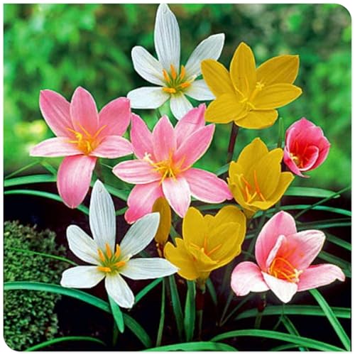 Lilienzwiebeln Regenlilie Staude WunderschöNe Blumen, Pflegeleicht, Regenlilien ZwiebelnFüR Den Garten Im Freien Zephyr, Regenlilie Winterhart, KäLtebestäNdig, 15bulbs-H von HONGDET