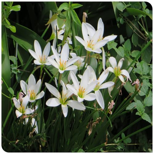 Lilienzwiebeln Regenlilie Staude WunderschöNe Blumen, Pflegeleicht, Regenlilien ZwiebelnFüR Den Garten Im Freien Zephyr, Regenlilie Winterhart, KäLtebestäNdig, 8zwiebeln-I von HONGDET