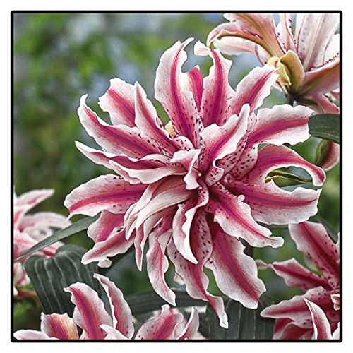 Lilium Rhizome, MehrjäHrig Duft Lilien, Gefüllte Blüten, Winterhart Lilium, Beste Sorte, Lilien Rhizome, Blühende Schnellwachsende,-4zwiebeln-I von HONGDET