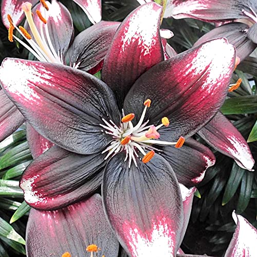 Lilium Zwiebeln, MehrjäHrig Winterhart Duft Lilien, Blumenzwiebeln Zwiebeln Baumlilien,Gefüllte Blüten, Lilien Knollen, Beste Sorte, Winterhart Lilium, Hoher Zierwert Zwiebeln,-4zwiebeln-B von HONGDET