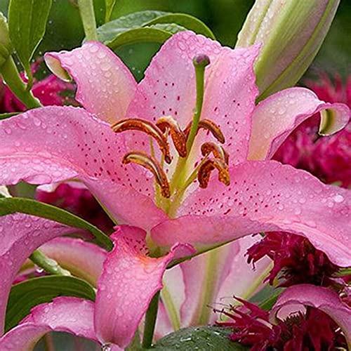 Lilium Zwiebeln, MehrjäHrig Winterhart Duft Lilien, Blumenzwiebeln Zwiebeln Baumlilien,Gefüllte Blüten, Lilien Knollen, Beste Sorte, Winterhart Lilium, Hoher Zierwert Zwiebeln,-4zwiebeln-D von HONGDET
