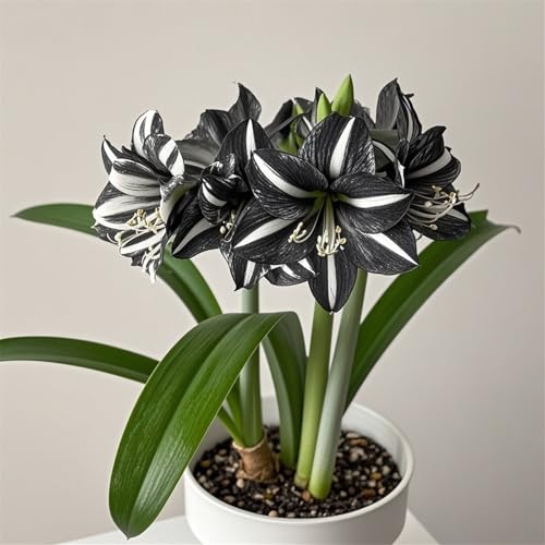 Mehrfarbig Blühend Amaryllis, Winterharte, Eleganter Duft, Blühende Schnellwachsende, KrӓFtiger Stamm, MehrjäHrig Frühblüher, -2 Amaryllis-E von HONGDET