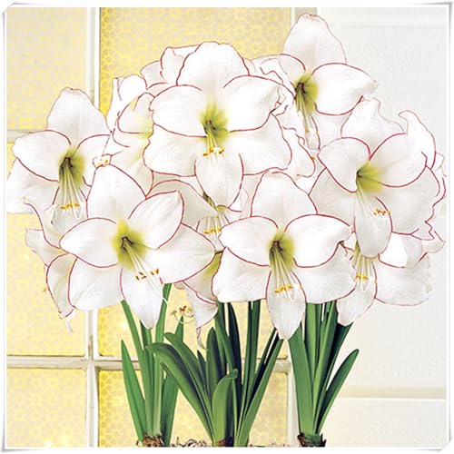 Mehrfarbig Ertragreicherg Amaryllis, Eleganter Duft, Bepflanzung des Hausgartens, MehrjäHrig Winterharte Frühblüher, KrӓFtiger Stamm, 1Amaryllis-F von HONGDET