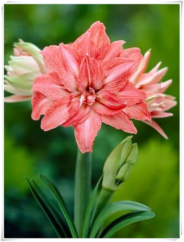 Mehrfarbig Ertragreicherg Amaryllis, Eleganter Duft, Blühende Schnellwachsende, MehrjäHrig Winterharte Frühblüher, KrӓFtiger Stamm, 5Amaryllis-A von HONGDET