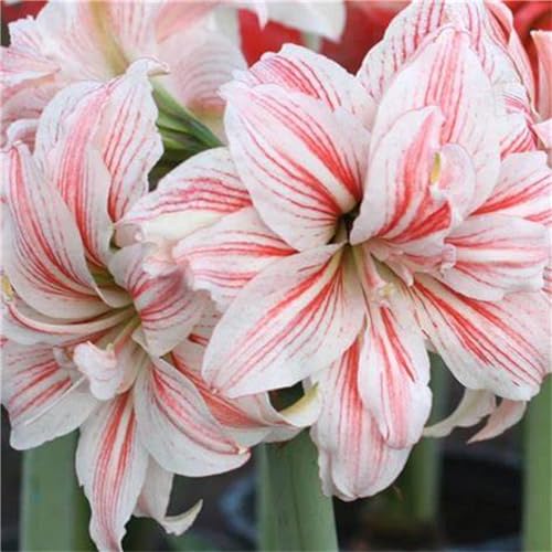 Mehrfarbig Ertragreicherg Amaryllis, Eleganter Duft, MehrjäHrig Winterharte Frühblüher, KrӓFtiger Stamm, Bepflanzung des Hausgartens, -4 Amaryllis-E Mehrfarbig Ertragreicherg Amaryllis, Eleganter Duft, MehrjäHrig Winterharte Frühblüher, KrӓFtiger Stamm, Bepflanzung des Hausgartens, -4 Amaryllis-E von HONGDET