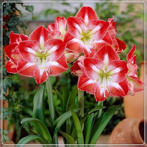 MehrjäHrig Winterharte Frühblüher, KrӓFtiger Stamm, Bepflanzung des Hausgartens, Mehrfarbig Ertragreicherg Amaryllis, Eleganter Duft,-5Amaryllis-F von HONGDET