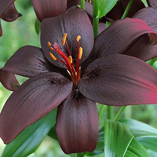 Mix Winterhart Lilium, Lilium Zwiebeln, MehrjäHrig Winterhart Duft Lilien, Gefüllte Blüten, Beste Sorte, Lilien Knollen, Bepflanzung des Hausgartens, 4zwiebeln-D von HONGDET