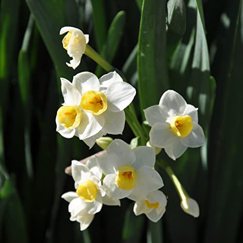 Narzissen Knollen, Einfache Bepflanzung, Winterharte Frühblüher, Hoher Zierwert Zwiebeln, Beste Sorte, Blumenzwiebeln, im Freien, MehrjäHrige Blumen,Töpfe und Balkon,-2zwiebelns-B von HONGDET