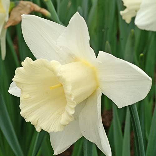 Narzissen Knollen, Einfache Bepflanzung, Winterharte Frühblüher, Hoher Zierwert Zwiebeln, Beste Sorte, Blumenzwiebeln, im Freien, MehrjäHrige Blumen,Töpfe und Balkon,-2zwiebelns-E Narzissen Knollen, Einfache Bepflanzung, Winterharte Frühblüher, Hoher Zierwert Zwiebeln, Beste Sorte, Blumenzwiebeln, im Freien, MehrjäHrige Blumen,Töpfe und Balkon,-2zwiebelns-E von HONGDET
