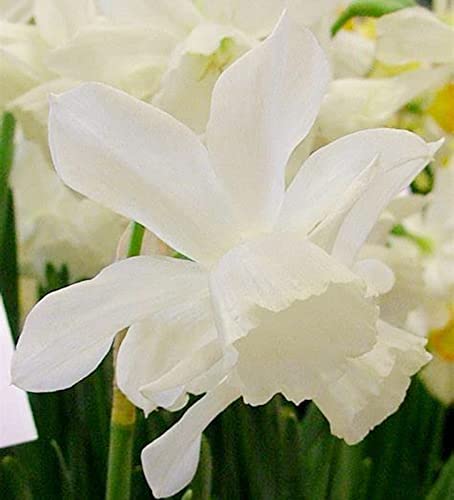 Narzissen Knollen, Einfache Bepflanzung, Winterharte Frühblüher, Hoher Zierwert Zwiebeln, Beste Sorte, Blumenzwiebeln, im Freien, MehrjäHrige Blumen,Töpfe und Balkon,-2zwiebelns-I von HONGDET