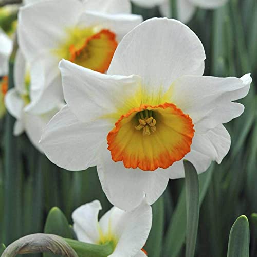 Narzissen Knollen, Einfache Bepflanzung, Winterharte Frühblüher, Hoher Zierwert Zwiebeln, Beste Sorte, Blumenzwiebeln, im Freien, MehrjäHrige Blumen,Töpfe und Balkon,-4zwiebelns-A von HONGDET