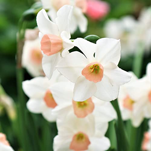 Narzissen Knollen, Einfache Bepflanzung, Winterharte Frühblüher, Hoher Zierwert Zwiebeln, Beste Sorte, Blumenzwiebeln, im Freien, MehrjäHrige Blumen,Töpfe und Balkon,-4zwiebelns-C von HONGDET
