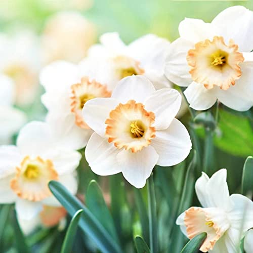 Narzissen Knollen, Einfache Bepflanzung, Winterharte Frühblüher, Hoher Zierwert Zwiebeln, Beste Sorte, Blumenzwiebeln, im Freien, MehrjäHrige Blumen,Töpfe und Balkon,-4zwiebelns-F von HONGDET