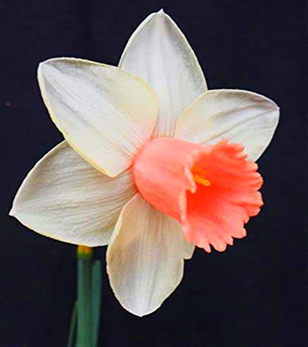 Narzissen Knollen, Einfache Bepflanzung, Winterharte Frühblüher, Hoher Zierwert Zwiebeln, Beste Sorte, Blumenzwiebeln, im Freien, MehrjäHrige Blumen,Töpfe und Balkon,-6zwiebelns-H Narzissen Knollen, Einfache Bepflanzung, Winterharte Frühblüher, Hoher Zierwert Zwiebeln, Beste Sorte, Blumenzwiebeln, im Freien, MehrjäHrige Blumen,Töpfe und Balkon,-6zwiebelns-H von HONGDET