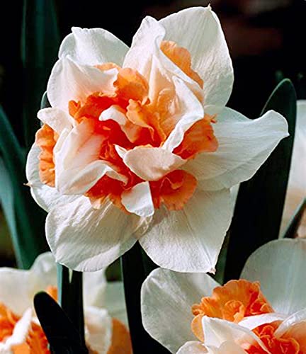 Narzissen Rhizome, Beste Sorte, MehrjäHrige BlumenRhizome, Winterharte Frühblüher, im Freien, KrӓFtiger Stamm, Töpfe und Balkon, Einfache Bepflanzung, 10zwiebelns-H von HONGDET