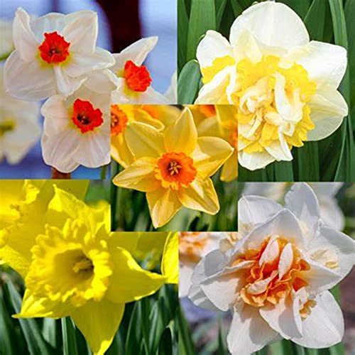 Narzissen Rhizome, Beste Sorte, Töpfe und Balkon, Einfache Bepflanzung, MehrjäHrige BlumenRhizome, Winterharte Frühblüher, im Freien, KrӓFtiger Stamm,-4zwiebelns-E von HONGDET