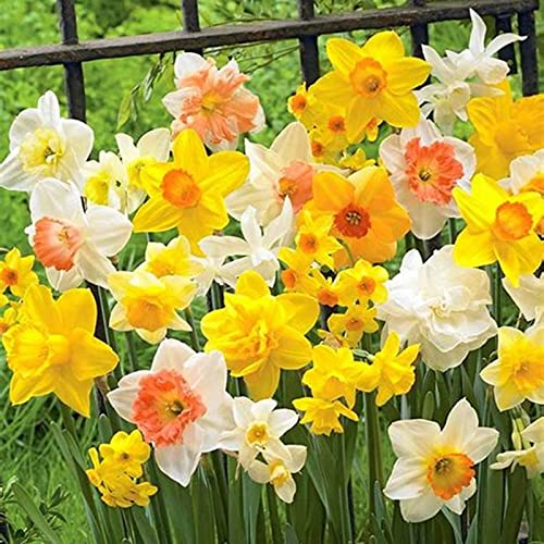 Narzissen Rhizome, Beste Sorte, Töpfe und Balkon, Winterharte Frühblüher, im Freien, KrӓFtiger Stamm, Einfache Bepflanzung, MehrjäHrige BlumenRhizome, 10zwiebelns-I Narzissen Rhizome, Beste Sorte, Töpfe und Balkon, Winterharte Frühblüher, im Freien, KrӓFtiger Stamm, Einfache Bepflanzung, MehrjäHrige BlumenRhizome, 10zwiebelns-I von HONGDET