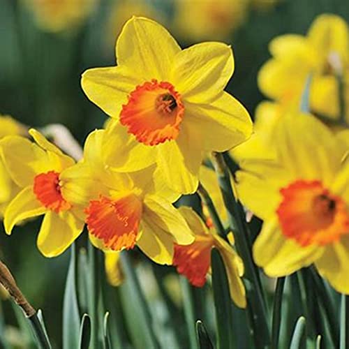 Narzissen Rhizome, Beste Sorte, Töpfe und Balkon, Winterharte Frühblüher, im Freien, KrӓFtiger Stamm, Einfache Bepflanzung, MehrjäHrige BlumenRhizome, 2zwiebelns-D Narzissen Rhizome, Beste Sorte, Töpfe und Balkon, Winterharte Frühblüher, im Freien, KrӓFtiger Stamm, Einfache Bepflanzung, MehrjäHrige BlumenRhizome, 2zwiebelns-D von HONGDET