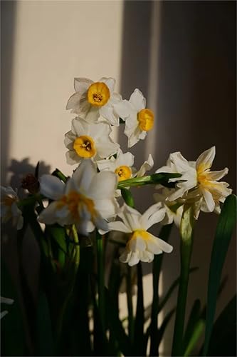 Narzissen Rhizome, Einfache Bepflanzung, MehrjäHrige BlumenRhizome, Beste Sorte, Töpfe und Balkon, Winterharte Frühblüher, im Freien, KrӓFtiger Stamm, 2zwiebelns-E Narzissen Rhizome, Einfache Bepflanzung, MehrjäHrige BlumenRhizome, Beste Sorte, Töpfe und Balkon, Winterharte Frühblüher, im Freien, KrӓFtiger Stamm, 2zwiebelns-E von HONGDET