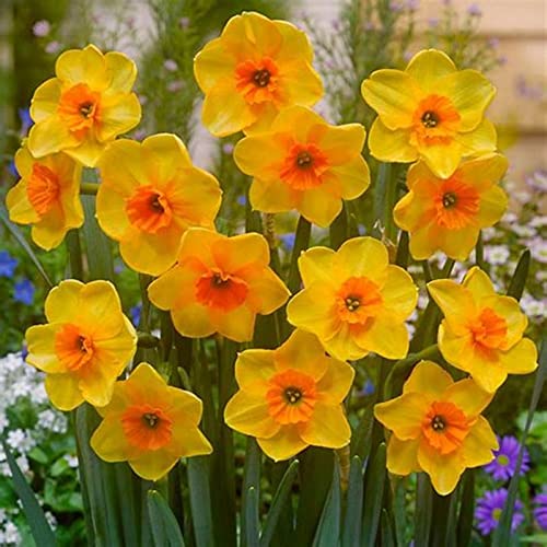 Narzissen Rhizome, Einfache Bepflanzung, MehrjäHrige BlumenRhizome, Beste Sorte, Töpfe und Balkon, Winterharte Frühblüher, im Freien, KrӓFtiger Stamm, 2zwiebelns-J Narzissen Rhizome, Einfache Bepflanzung, MehrjäHrige BlumenRhizome, Beste Sorte, Töpfe und Balkon, Winterharte Frühblüher, im Freien, KrӓFtiger Stamm, 2zwiebelns-J von HONGDET