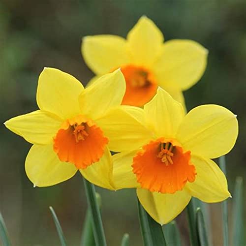 Narzissen Rhizome, Einfache Bepflanzung, MehrjäHrige BlumenRhizome, Beste Sorte, Töpfe und Balkon, Winterharte Frühblüher, im Freien, KrӓFtiger Stamm, 6zwiebelns-F Narzissen Rhizome, Einfache Bepflanzung, MehrjäHrige BlumenRhizome, Beste Sorte, Töpfe und Balkon, Winterharte Frühblüher, im Freien, KrӓFtiger Stamm, 6zwiebelns-F von HONGDET