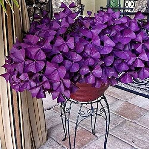 Oxalis Rhizome, Lange BlüTezeit, Mehrjährig Große Rhizome, Winterhart/, FüR Einen FrüHlingsgarten Unverzichtbar, Hoher Zierwert, (Stauden/Staude/), 8bulbs-J von HONGDET