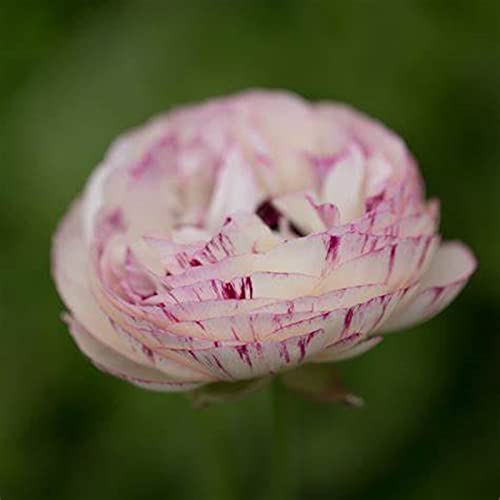 Ranunkeln Rhizome, MehrjäHrig, Blühende Schnellwachsende, Winterhart Ranunkeln BlüTen, KrӓFtiger Stamm, Gefüllte Blüten Anunkeln Rhizome, 20zwiebeln-J von HONGDET