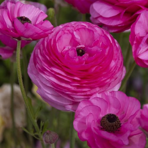 Ranunkeln Rhizome, MehrjäHrig Winterhart Ranunkeln BlüTen, KrӓFtiger Stamm, Gefüllte Blüten Anunkeln Rhizome, Bepflanzung des Hausgartens, 10zwiebeln-B von HONGDET