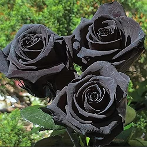 Rosen zwiebeln, Rosenpflanze Winterharte, Rhizom MehrjäHrig, Winterhart Rosen Pflanzen, Blüten Tischdeko Fensterbank Deko, Duftend Rosen -1bulbs-C von HONGDET