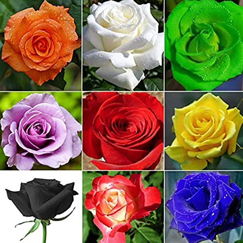 Rosen zwiebeln, Rosenpflanze Winterharte, Rhizom MehrjäHrig, Winterhart Rosen Pflanzen, Blüten Tischdeko Fensterbank Deko, Duftend Rosen -1bulbs-E von HONGDET