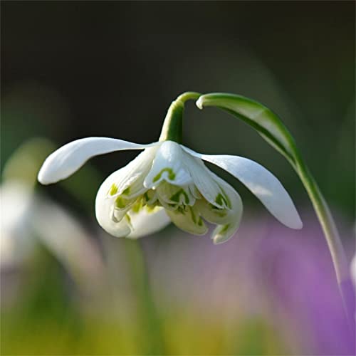 SchneeglöCkchen-Blumenzwiebeln, Winterharte BlüTenpflanze BestäUber Anlocken Als Zierpflanzen, SchneeglöCkchen Zwiebeln, Geeignet FrüHblüHer Zwiebeln SchneeglöCkchen,-10bulbs-E von HONGDET