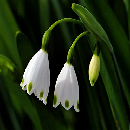 SchneeglöCkchen-Blumenzwiebeln, Winterharte BlüTenpflanze BestäUber Anlocken Als Zierpflanzen, SchneeglöCkchen Zwiebeln, Geeignet FrüHblüHer Zwiebeln SchneeglöCkchen,-10bulbs-G von HONGDET