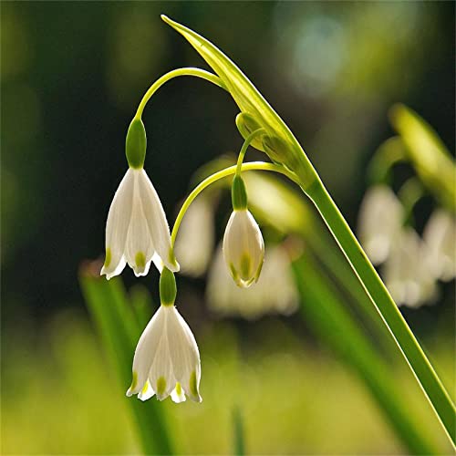SchneeglöCkchen-Blumenzwiebeln, Winterharte BlüTenpflanze BestäUber Anlocken Als Zierpflanzen, SchneeglöCkchen Zwiebeln, Geeignet FrüHblüHer Zwiebeln SchneeglöCkchen,-15bulbs-B von HONGDET