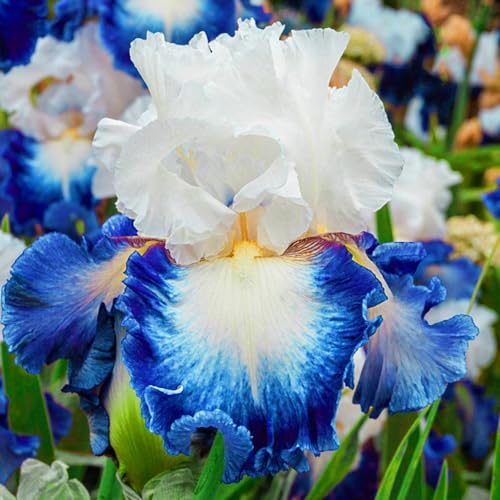 Schwertlilie Schwertlilien Winterhart Staudenmix Bartiris Pflanze Iris Pflanzen Winterhart Iris Zwiebeln Winterhart MehrjäHrig AnpassungsfäHig Perfekt FüR Die Gartenarbeit-10bulbs-B von HONGDET