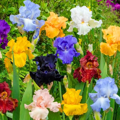 Schwertlilie Schwertlilien Winterhart Staudenmix Bartiris Pflanze Iris Pflanzen Winterhart Iris Zwiebeln Winterhart MehrjäHrig AnpassungsfäHig Perfekt FüR Die Gartenarbeit-4bulbs-F von HONGDET