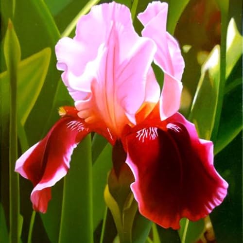 Schwertlilie Schwertlilien Winterhart Staudenmix Bartiris Pflanze Iris Pflanzen Winterhart Iris Zwiebeln Winterhart MehrjäHrig AnpassungsfäHig Perfekt FüR Die Gartenarbeit-4bulbs-G von HONGDET