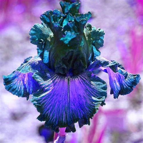 Schwertlilie Schwertlilien Winterhart Staudenmix Bartiris Pflanze Iris Pflanzen Winterhart Iris Zwiebeln Winterhart MehrjäHrig AnpassungsfäHig Perfekt FüR Die Gartenarbeit-4bulbs-J von HONGDET
