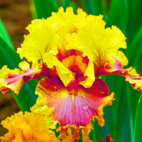 Schwertlilie Schwertlilien Winterhart Staudenmix Bartiris Pflanze Iris Pflanzen Winterhart Iris Zwiebeln Winterhart MehrjäHrig AnpassungsfäHig Perfekt FüR Die Gartenarbeit-8bulbs-C Schwertlilie Schwertlilien Winterhart Staudenmix Bartiris Pflanze Iris Pflanzen Winterhart Iris Zwiebeln Winterhart MehrjäHrig AnpassungsfäHig Perfekt FüR Die Gartenarbeit-8bulbs-C von HONGDET
