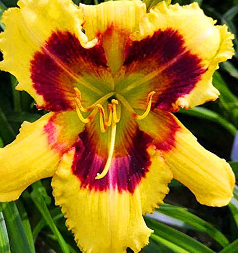 Taglilien Rhizome, Botanik Kollektion, Pflegeleichte Gartenbe, Mehrjährig, (Winterhart/Stauden/Staude/) Hemerocallis BlumenRhizome, 3Zwiebeln-D von HONGDET
