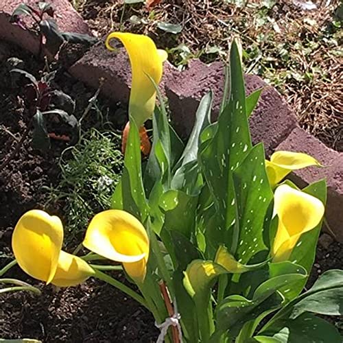 Topfkultur, Beste Sorte, Winterhart MehrjäHrig, KrӓFtiger Stamm, Calla Pflanze Zwiebeln, Bepflanzung des Hausgartens, Einfache Bepflanzung, Calla Lily Knollen, 8zwiebeln-G von HONGDET