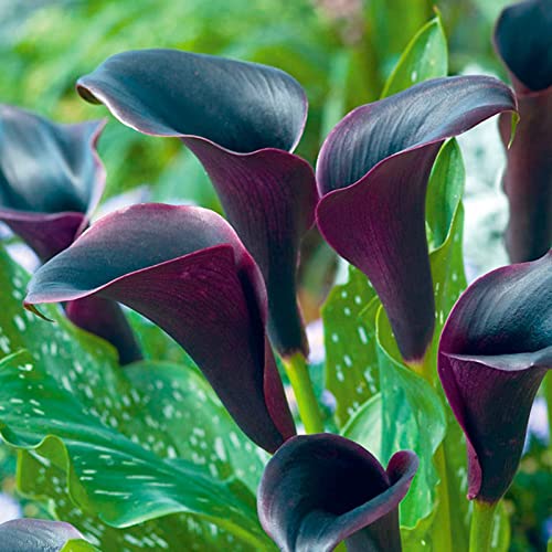 Topfkultur, Beste Sorte, Winterhart MehrjäHrig, KrӓFtiger Stamm, Calla Pflanze Zwiebeln, Bepflanzung des Hausgartens, Einfache Bepflanzung, Calla Lily Knollen, 8zwiebeln-H von HONGDET