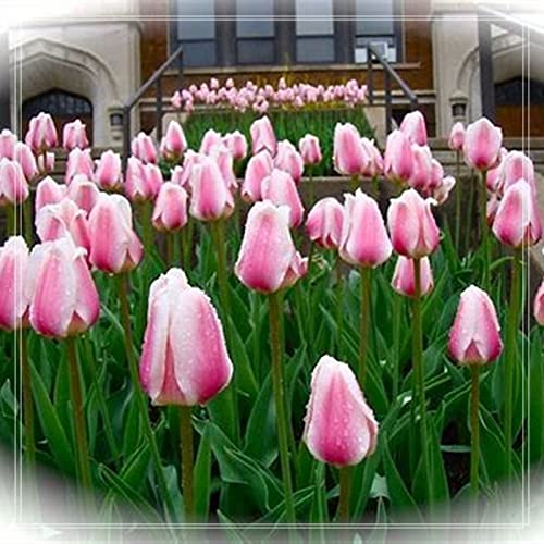 Tulpen Rhizome, Sehr Exklusiv, Töpfe und Balkon, Winterharte Frühblüher, Botanik Kollektion, Lange BlüTezeit, 10zwiebelns-E Tulpen Rhizome, Sehr Exklusiv, Töpfe und Balkon, Winterharte Frühblüher, Botanik Kollektion, Lange BlüTezeit, 10zwiebelns-E von HONGDET