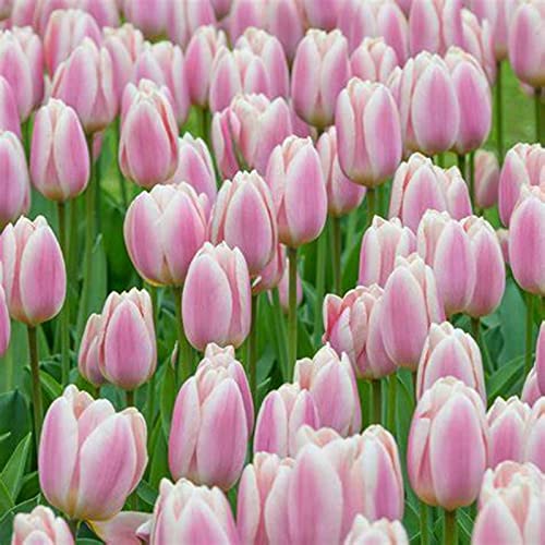 Tulpen Rhizome, Sehr Exklusiv, Töpfe und Balkon, Winterharte Frühblüher, Botanik Kollektion, Lange BlüTezeit, 25zwiebelns-C Tulpen Rhizome, Sehr Exklusiv, Töpfe und Balkon, Winterharte Frühblüher, Botanik Kollektion, Lange BlüTezeit, 25zwiebelns-C von HONGDET