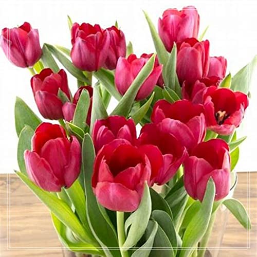 Tulpen Rhizome, Sehr Exklusiv, Töpfe und Balkon, Winterharte Frühblüher, Botanik Kollektion, Lange BlüTezeit, 25zwiebelns-D Tulpen Rhizome, Sehr Exklusiv, Töpfe und Balkon, Winterharte Frühblüher, Botanik Kollektion, Lange BlüTezeit, 25zwiebelns-D von HONGDET